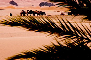 如何处理用不到的骆驼e卡?最简单有效的回收方法分享